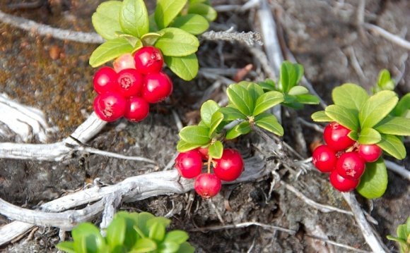 In The Summer Of Cartels